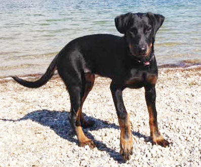 domainedelalicorne.fr Elevage de beauceron chiot beauceron pure race élevage du clos de la licorne elevage des gardiens de la licorne elevage beauceron noir et feu authentique gros gabarits élevage de Beauceron familial sérieux et qualité domainedelalicorne.fr suivi des chiots conseil d’éducation chiot propre bas rouge santé caractère spécialiste du beauceron noir et feu ou arlequin chien rustique berger de France  nos chiots sont élevés avec amour et attention notre passion au service de la qualité Beauceron de qualité et sportif domaine de la licorne 04380 BARRAS élevage en liberté éleveur berger de beauce élevage de beauceron de travail 